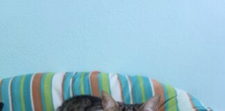 Dos gatas buscan hogar en este nuevo año Gatas para adoptar en la Asociación para la defensa de los animales de Segovia