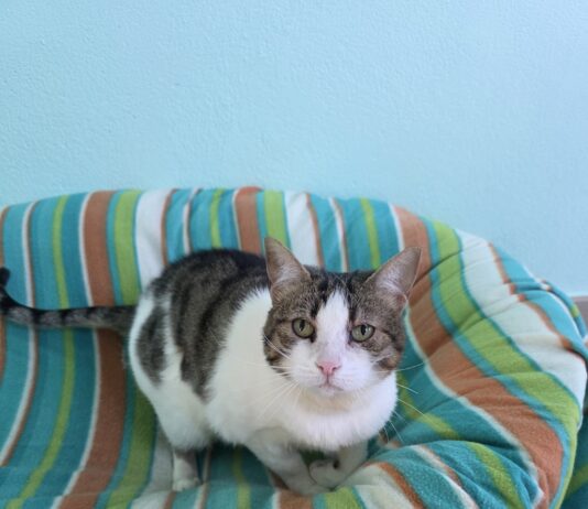 Dos gatas buscan hogar en este nuevo año Gatas para adoptar en la Asociación para la defensa de los animales de Segovia