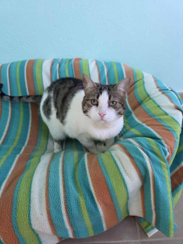 Inca_Asociación para la Defensa de los Animales de Segovia Gatas para adoptar en la Asociación para la defensa de los animales de Segovia