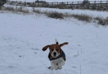 Galería de imágenes de un día de nieve en Segovia