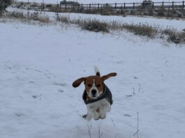 Galería de imágenes de un día de nieve en Segovia