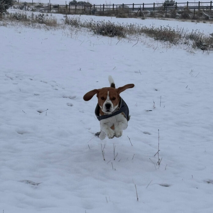 Perro jugando en la nieve Img Esther León González cedida a Segoviaudaz 2