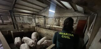 Animales rescatados en Aldea Real