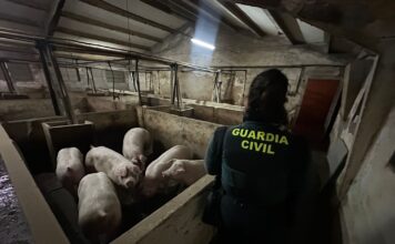 Animales rescatados en Aldea Real