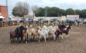 Fuentepelayo se prepara para la 40ª Feria del Caballo
