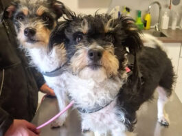 Pili y Mili buscan un hogar