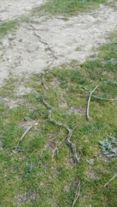 12063623_10208079541140506_7264990718390758760_n