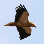 51 aniversario del Refugio de Rapaces de Montejo de la Vega