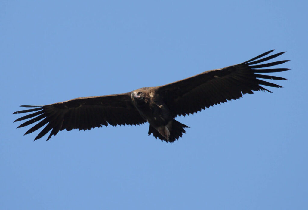 51 aniversario del Refugio de Rapaces de Montejo de la Vega