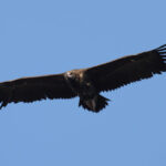 51 aniversario del Refugio de Rapaces de Montejo de la Vega