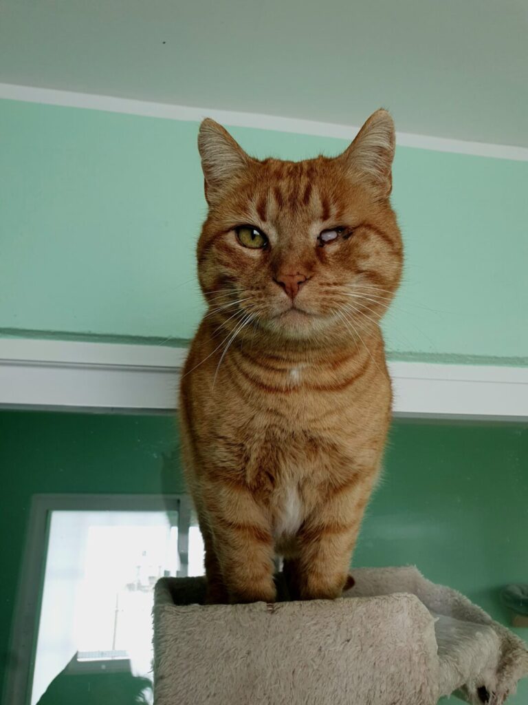 Animales en adopción