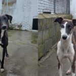 Mae y Heda buscan un hogar