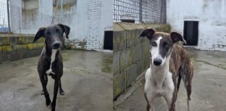 Mae y Heda buscan un hogar