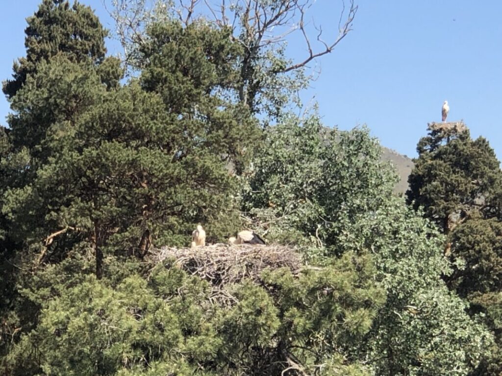 pueblo de las cigüeñas segoviano