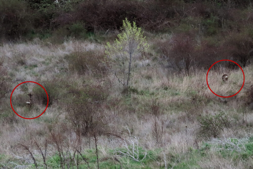 Fauna a pie de calle en Segovia 