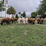 Imagen Feria del Esquileo del Ayuntamiento de Trescasas