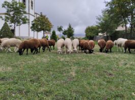 Ya conocemos la fecha de la Feria del Esquileo de Trescasas Imagen Feria del Esquileo del Ayuntamiento de Trescasas
