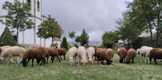 Imagen Feria del Esquileo del Ayuntamiento de Trescasas