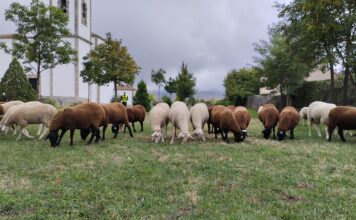 Imagen Feria del Esquileo del Ayuntamiento de Trescasas