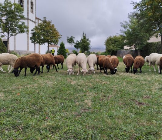 Ya conocemos la fecha de la Feria del Esquileo de Trescasas Imagen Feria del Esquileo del Ayuntamiento de Trescasas