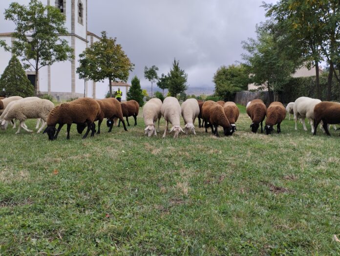IMG_20241004_113853_NP Ayuntamiento de Trescasas Imagen Feria del Esquileo del Ayuntamiento de Trescasas