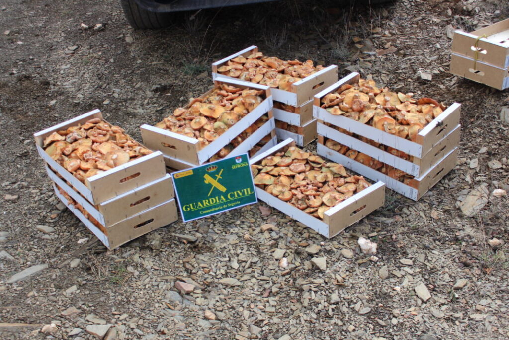141 kilos de níscalos en Segovia