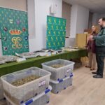 Seis detenidos y más de 10.000 plantas de marihuana intervenidas en una operación entre Segovia, Madrid y Toledo Operación Qianlong