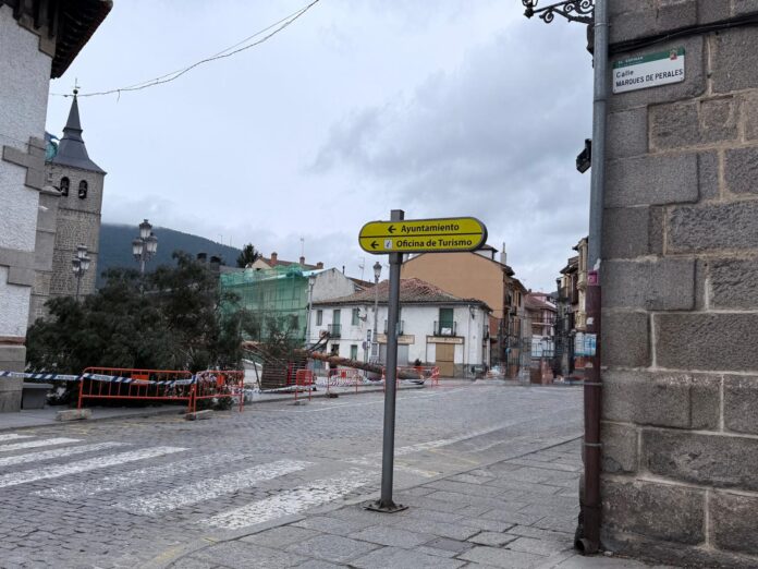 Pino gabarrero El Espinar