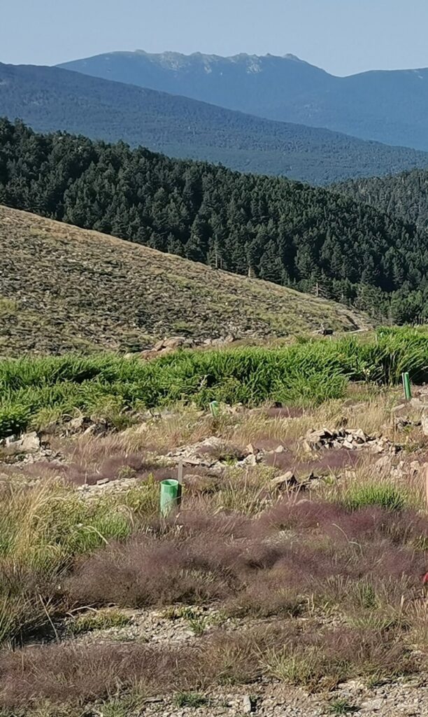 Así está siendo la reforestación por el incendio de La Granja de 2019