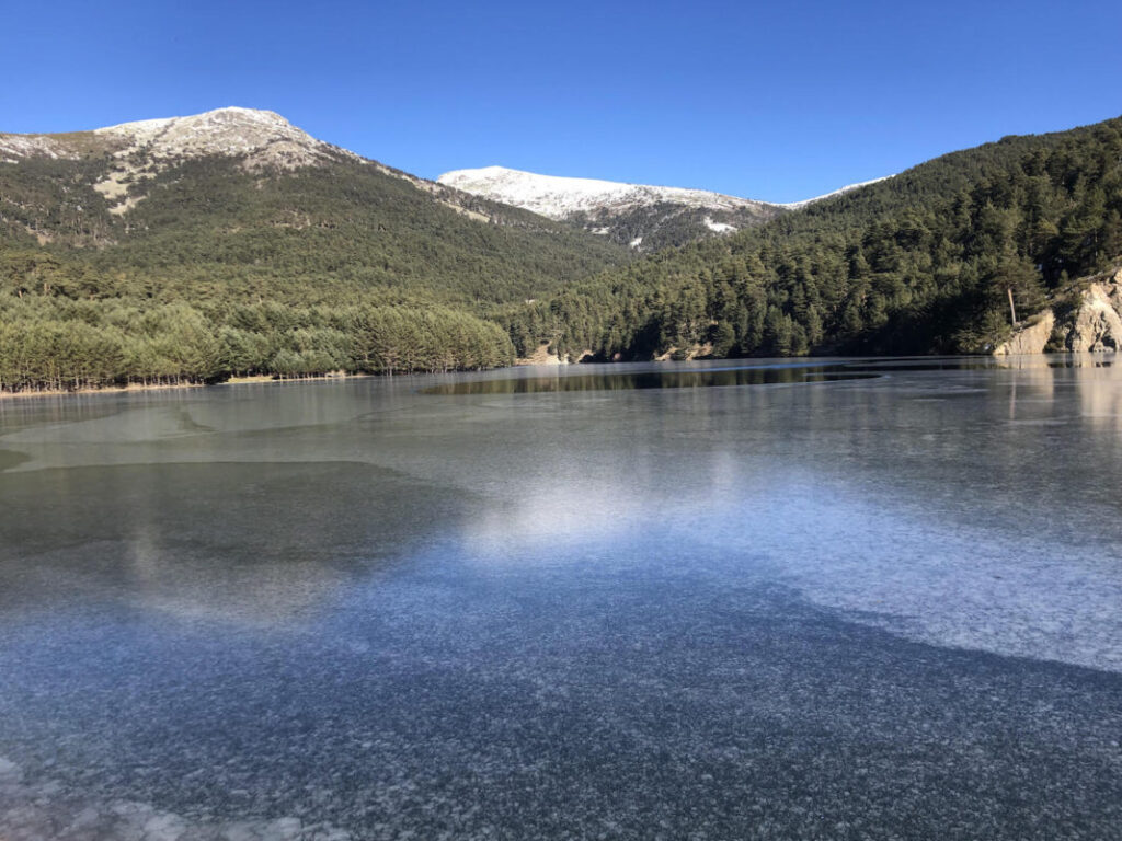 Los árboles más alto de Castilla y León están en un pueblo de Segovia