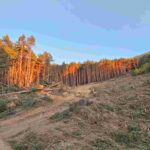 El TSJCyL anula un proyecto para construir diez viviendas en La Pinilla