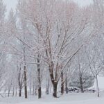 260117 Nieve el Pinilla Ambroz