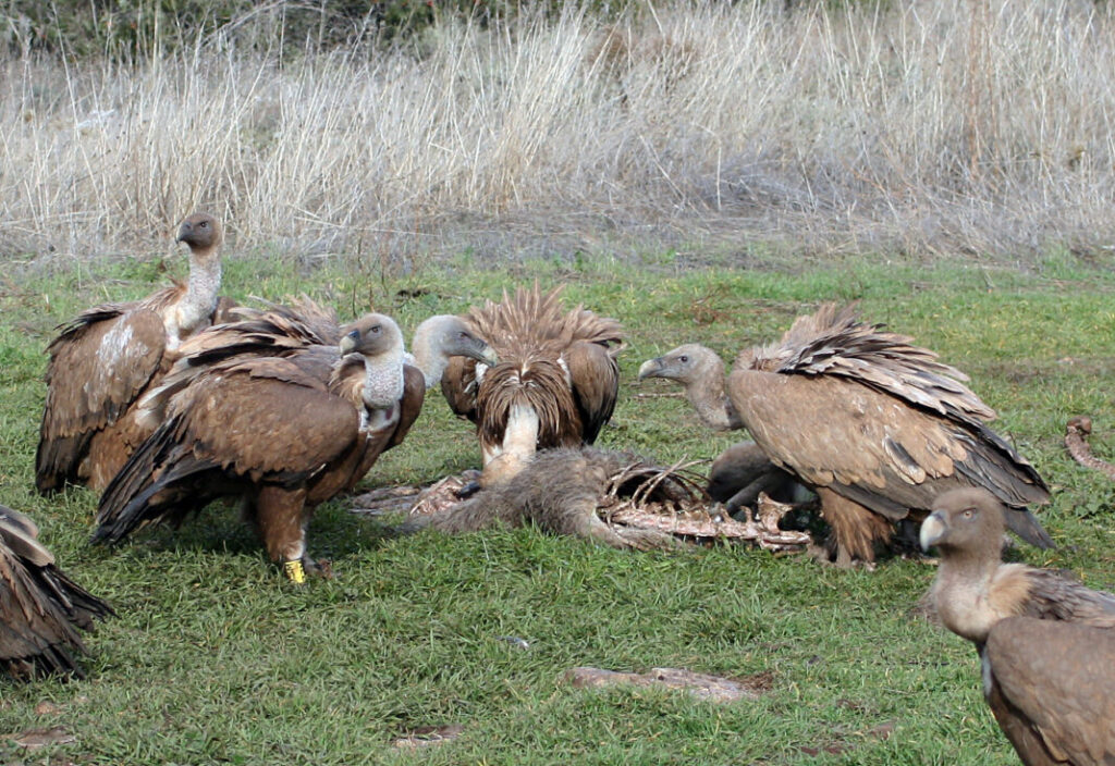  aniversario del Refugio de Rapaces de Montejo de la Vega
