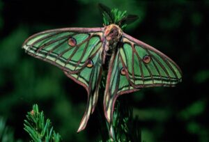 kilómetro cero mundial de la Mariposa Isabelina