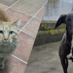 Dante y Heda tienen nuevo hogar Animales adoptados Segovia Heda y Dante
