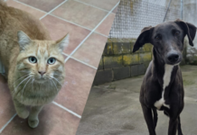 Animales adoptados Segovia Heda y Dante