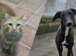 Animales adoptados Segovia Heda y Dante