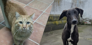 Animales adoptados Segovia Heda y Dante