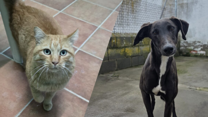 Animales adoptados Segovia Heda y Dante