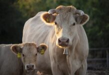 Unión de Campesinos de Segovia UCCL