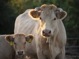 Unión de Campesinos de Segovia UCCL