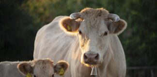 Unión de Campesinos de Segovia UCCL