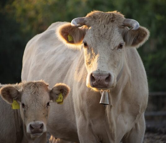 La Unión de Campesinos de Segovia critica el proyecto de Real Decreto de protección a la atmósfera Unión de Campesinos de Segovia UCCL