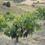 Talleres de la Ruta del vino de Ribera del Duero en el Parque Natural Hoces del Río Riaza