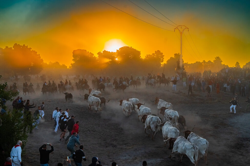 Ganadores Concurso Fotografía Fiestas de Cuéllar 2026 NP Ayuntamiento de Cuéllar