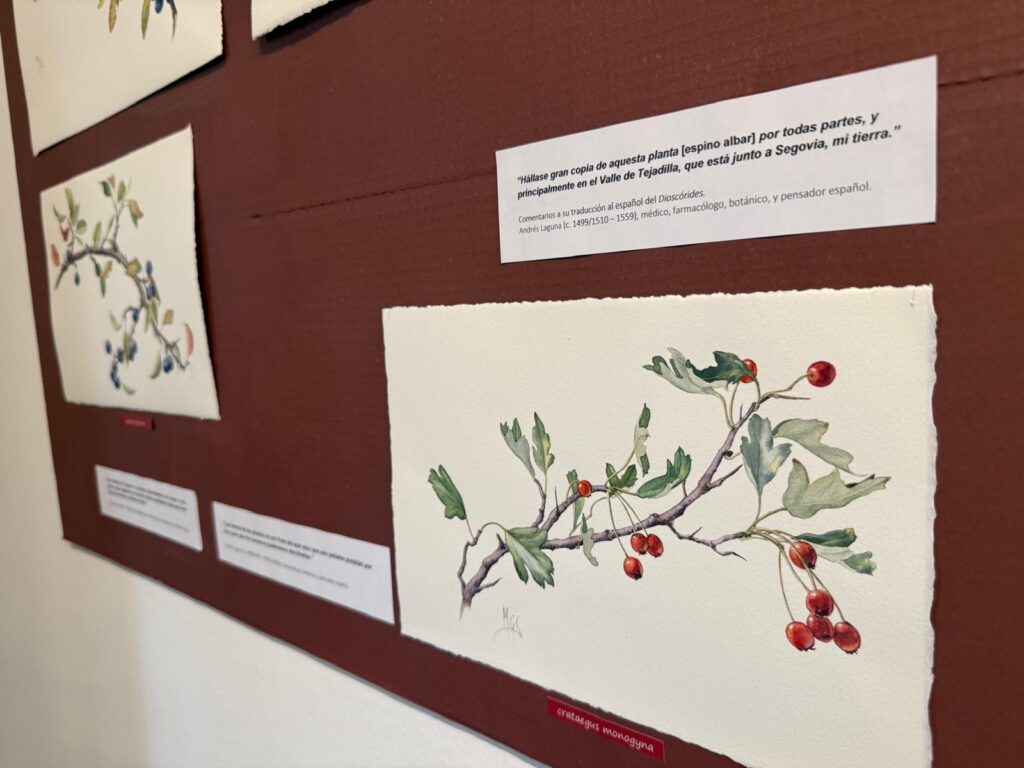 Exposición 'Art Botanicae' de Marta García Sanz en la Casa de la Lectura de Segovia